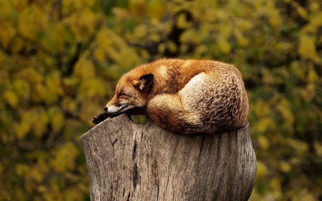 fox sleeping and relaxing