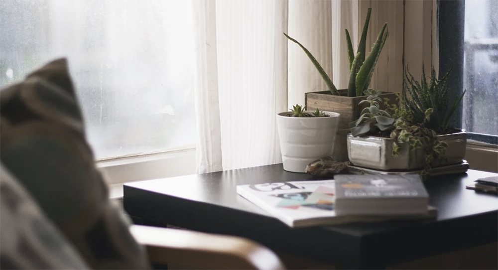plants for feng shui, productivity